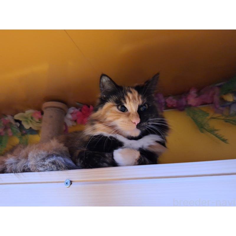 販売中の京都府のメインクーン-121139の4枚目