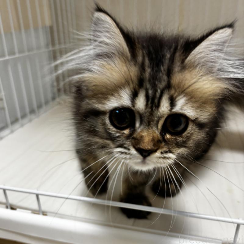 販売中の埼玉県のブリティッシュロングヘア-132324の3枚目