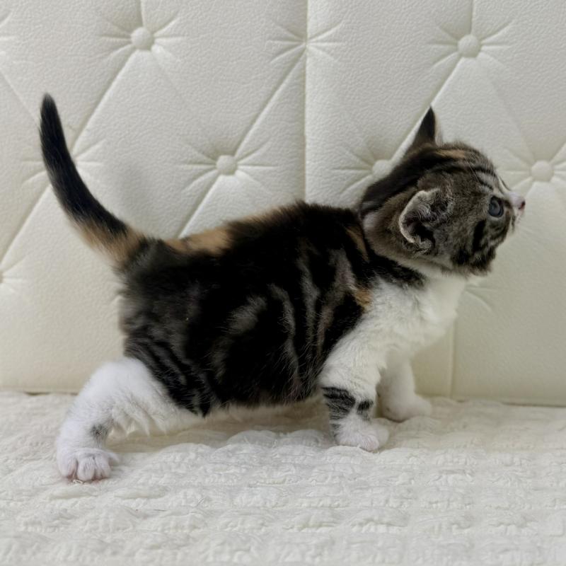 販売中の鹿児島県のスコティッシュフォールド-136612の9枚目