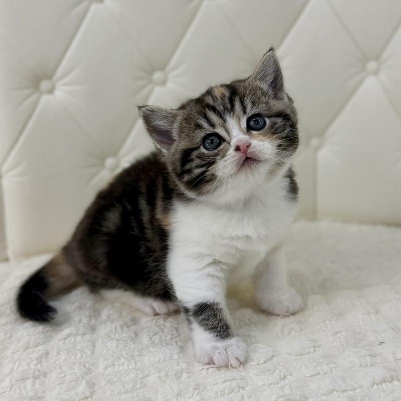 販売中の鹿児島県のスコティッシュフォールド-136612の6枚目