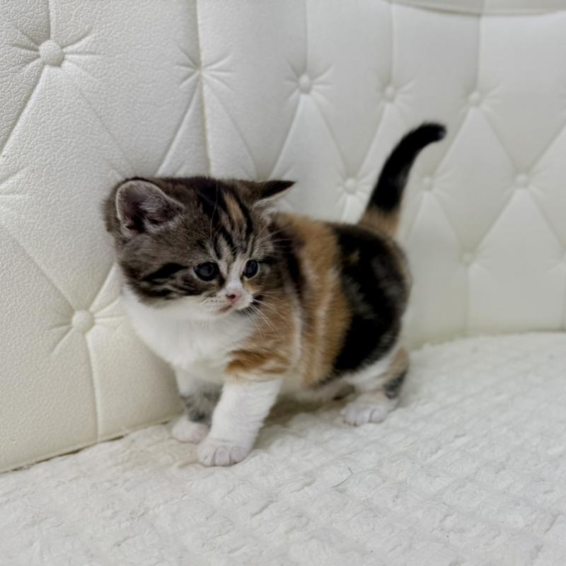 販売中の鹿児島県のスコティッシュフォールド-136612の5枚目