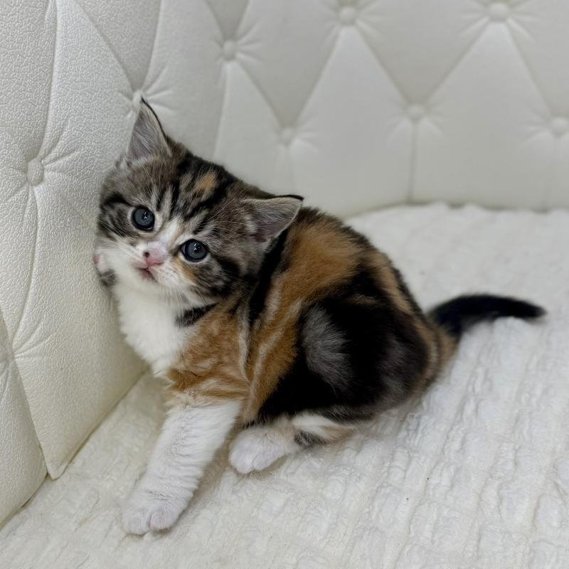 販売中の鹿児島県のスコティッシュフォールド-136612の4枚目