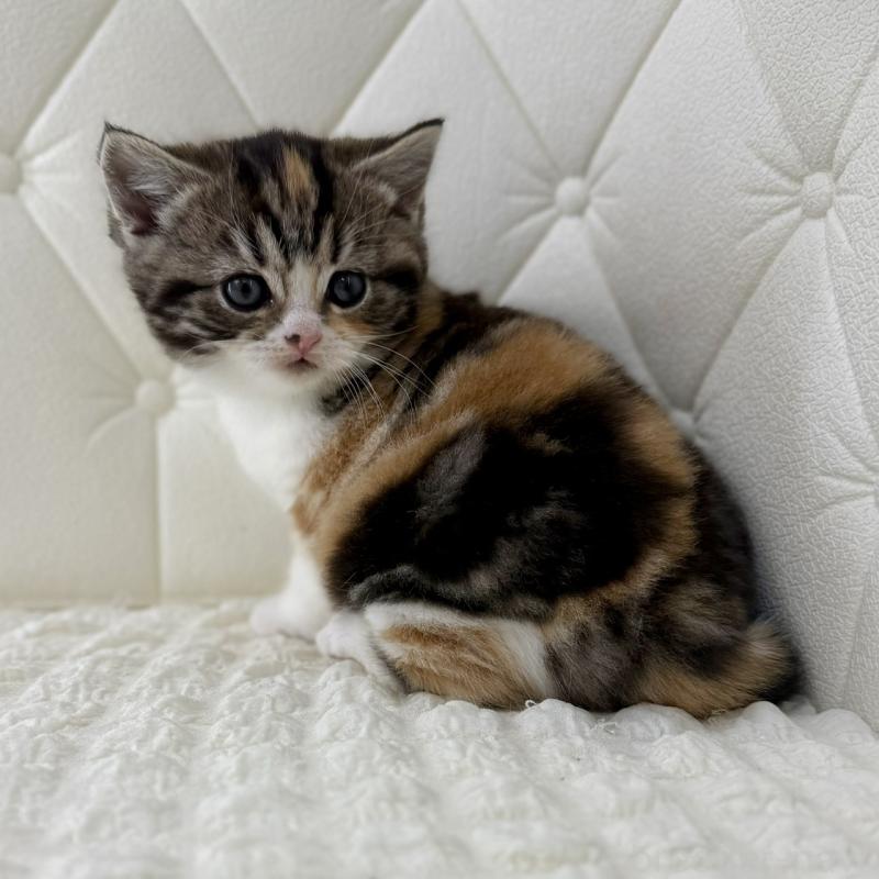 販売中の鹿児島県のスコティッシュフォールド-136612の2枚目