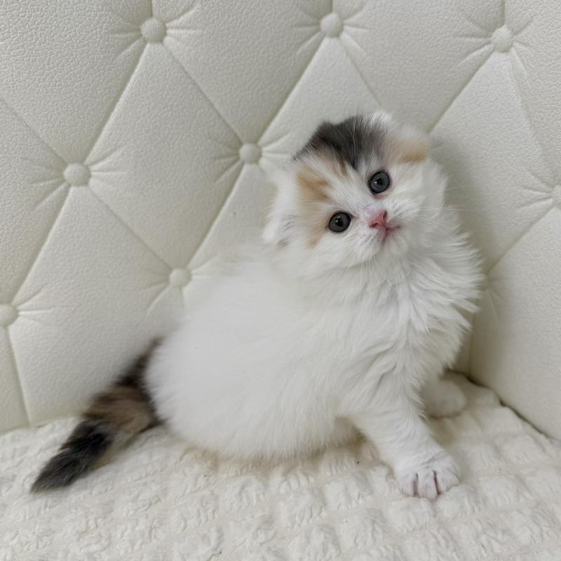 販売中の鹿児島県のスコティッシュフォールド(折れ耳)-136613の10枚目