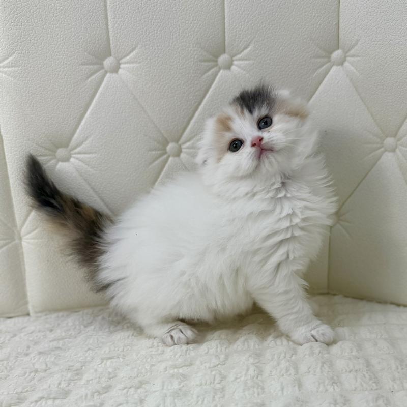 販売中の鹿児島県のスコティッシュフォールド(折れ耳)-136613の8枚目