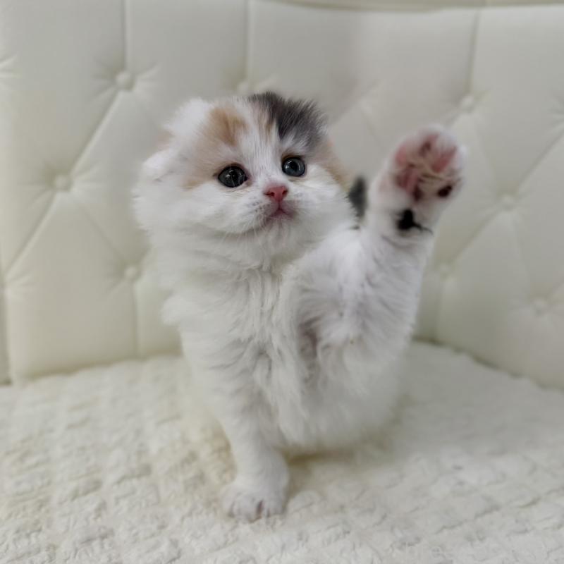 販売中の鹿児島県のスコティッシュフォールド(折れ耳)-136613の7枚目