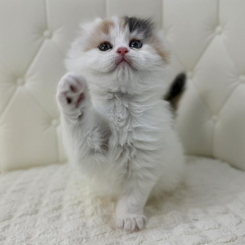 販売中の鹿児島県のスコティッシュフォールド(折れ耳)-136613