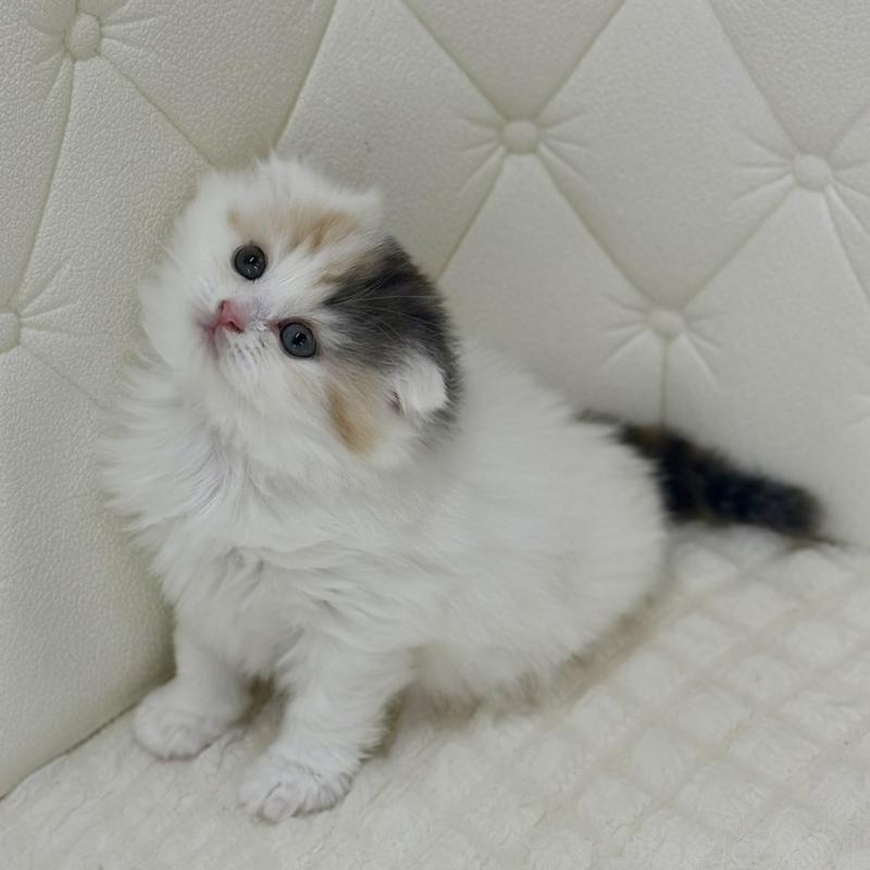販売中の鹿児島県のスコティッシュフォールド(折れ耳)-136613の5枚目