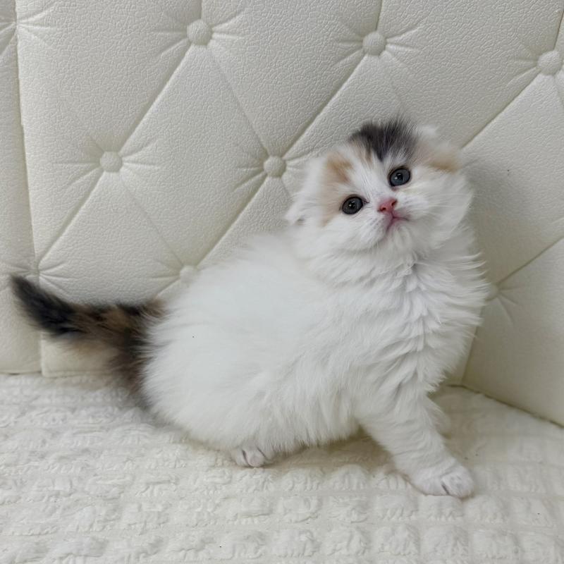 販売中の鹿児島県のスコティッシュフォールド(折れ耳)-136613の3枚目