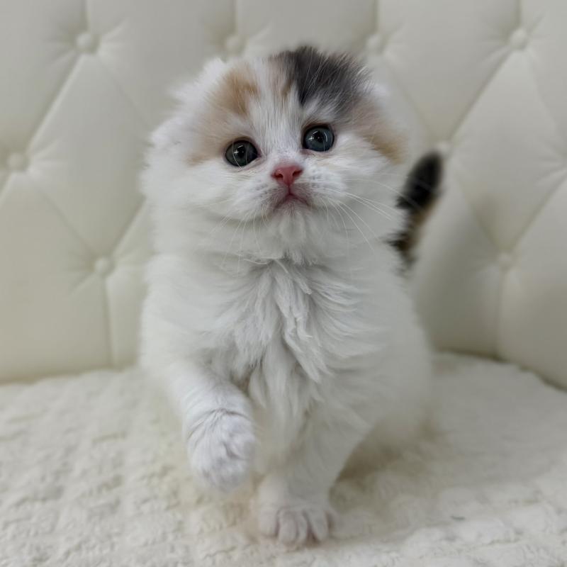 販売中の鹿児島県のスコティッシュフォールド(折れ耳)-136613の2枚目