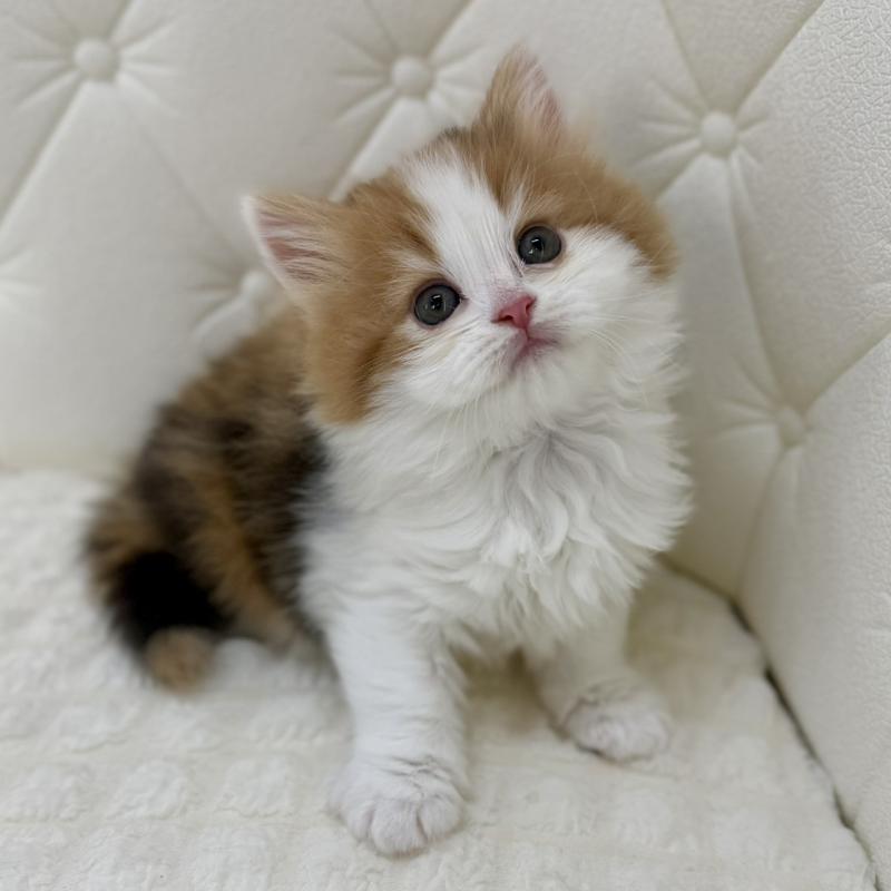 販売中の鹿児島県のスコティッシュフォールド-136614