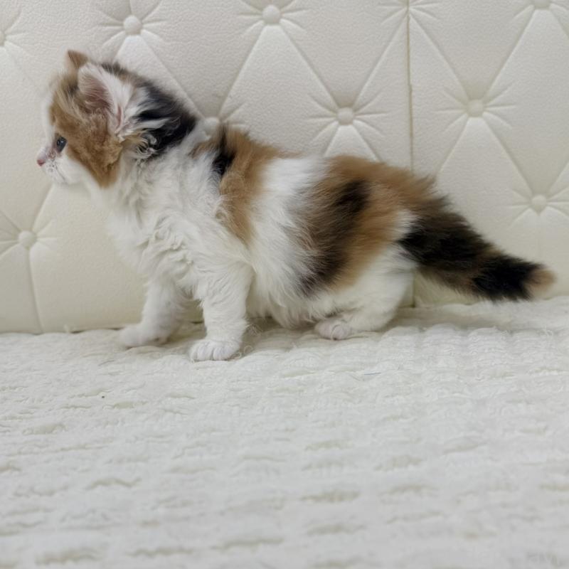 販売中の鹿児島県のスコティッシュフォールド-136614の11枚目