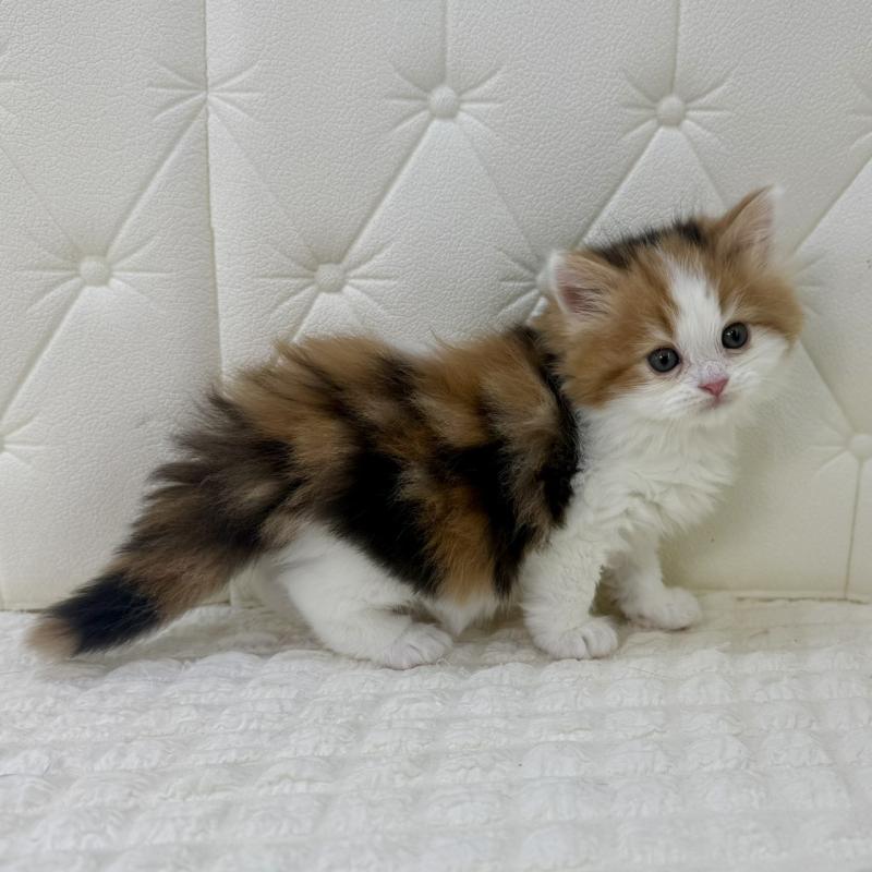 販売中の鹿児島県のスコティッシュフォールド-136614の10枚目