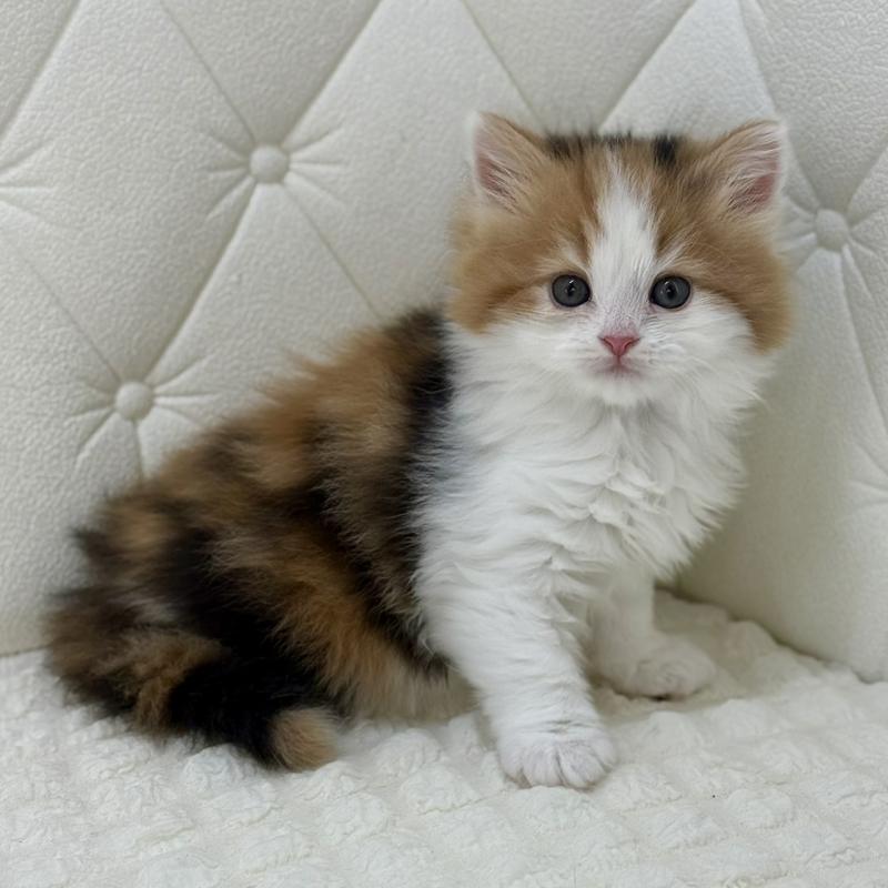 販売中の鹿児島県のスコティッシュフォールド-136614の7枚目