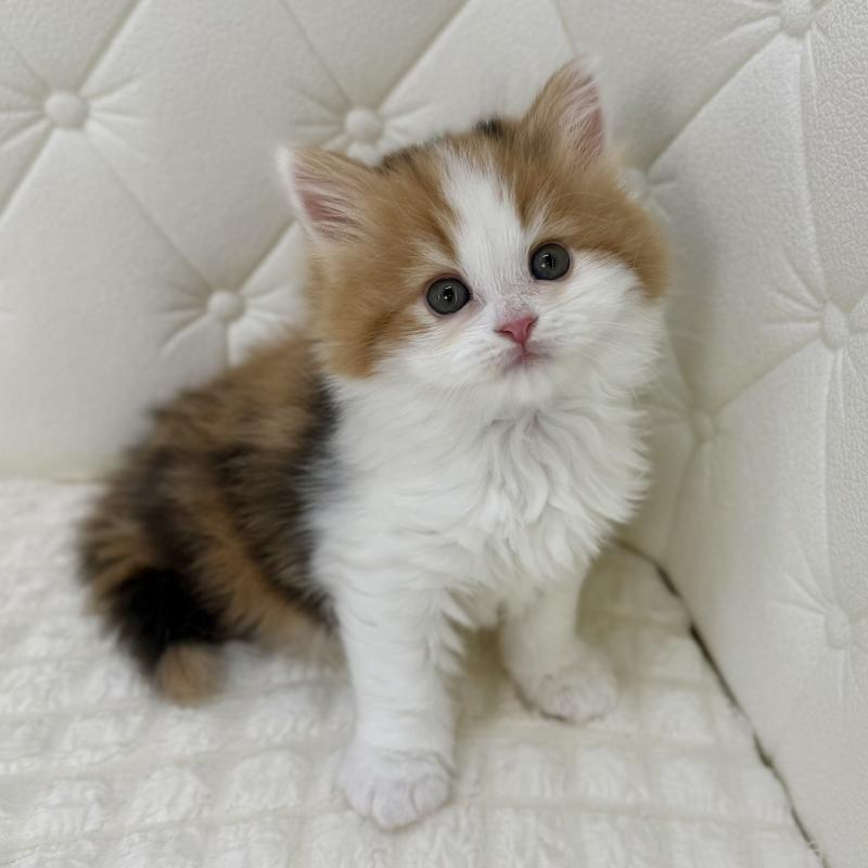 販売中の鹿児島県のスコティッシュフォールド-136614の8枚目