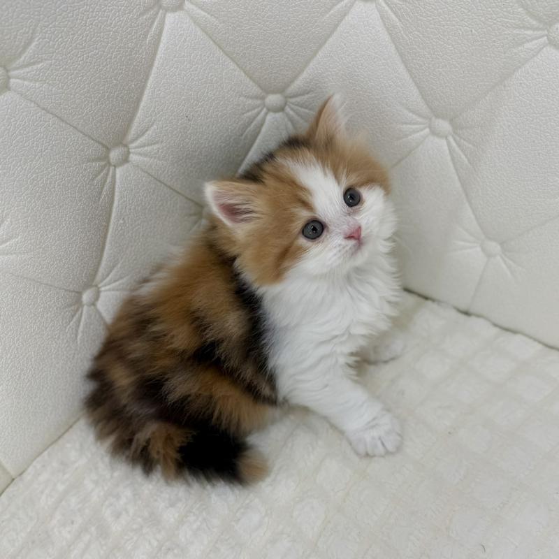 販売中の鹿児島県のスコティッシュフォールド-136614の6枚目