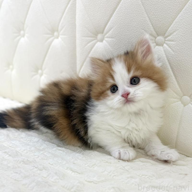 販売中の鹿児島県のスコティッシュフォールド-136614の3枚目