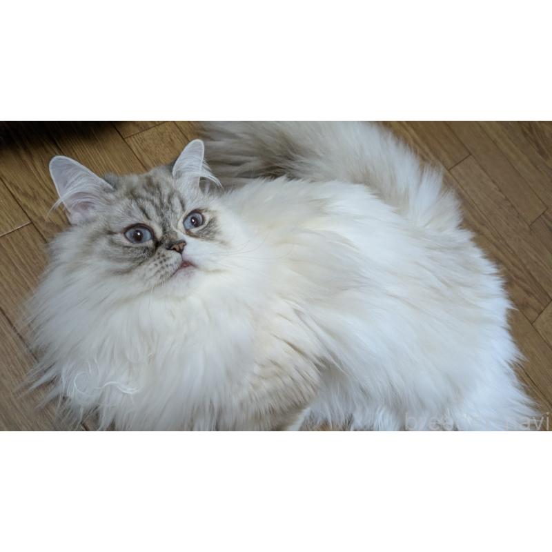 商談中の大阪府のミヌエット-81309の1枚目