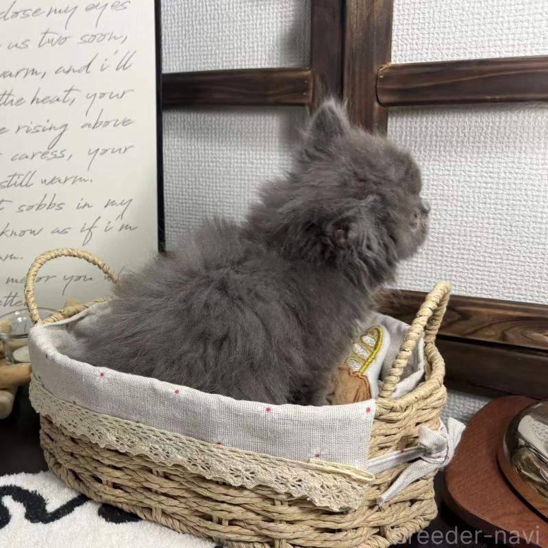 販売中の埼玉県のブリティッシュショートヘア-136714の5枚目