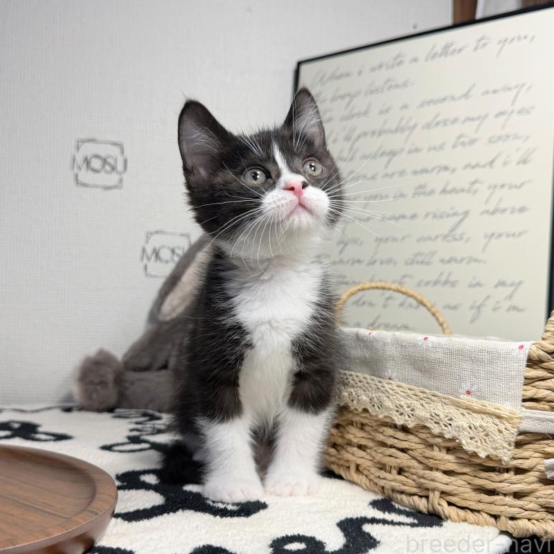 販売中の埼玉県のマンチカン-136715