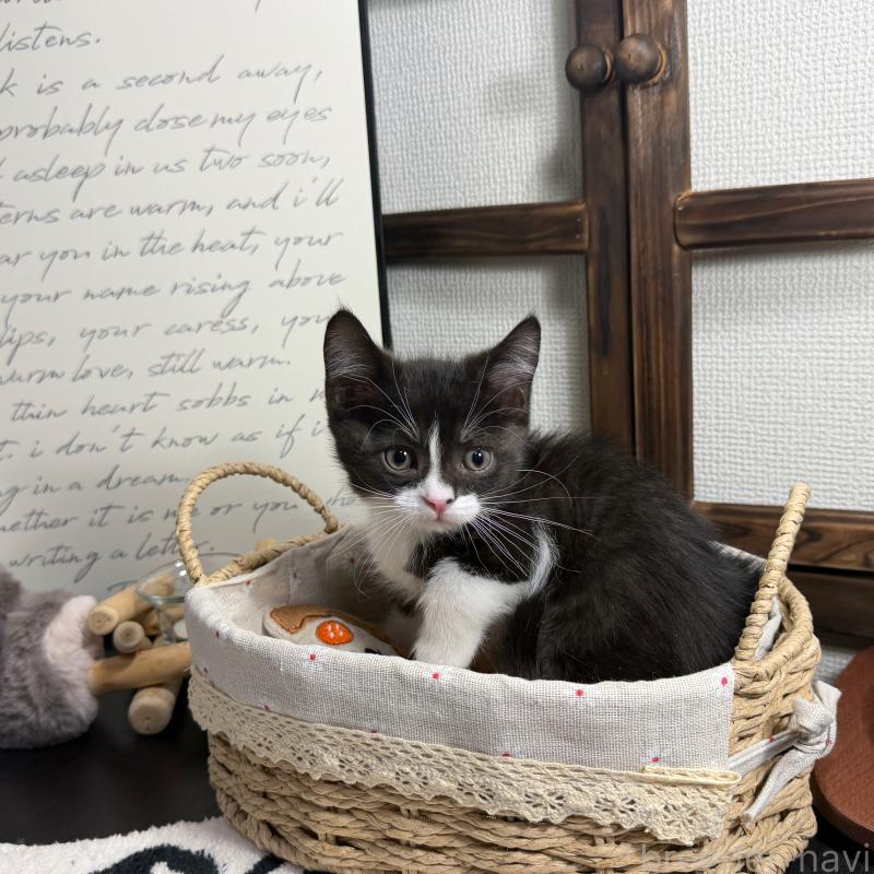 販売中の埼玉県のマンチカン-136715の7枚目