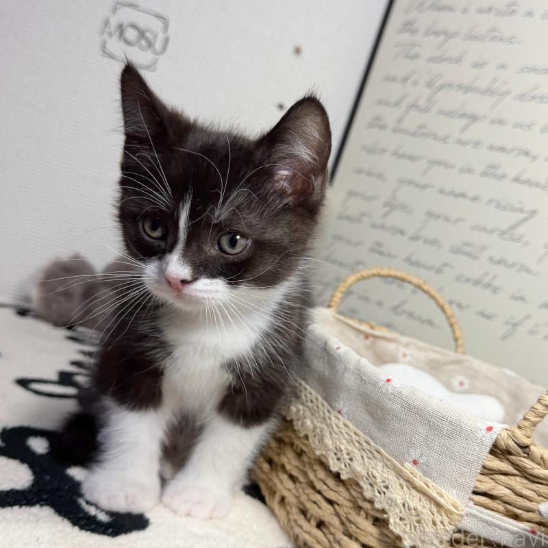 販売中の埼玉県のマンチカン-136715の6枚目