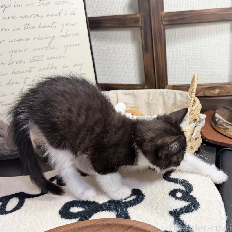 販売中の埼玉県のマンチカン-136715の5枚目