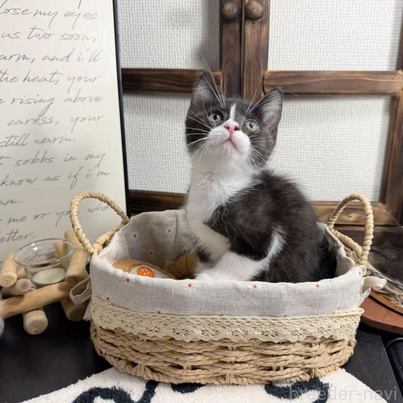 販売中の埼玉県のマンチカン-136715の4枚目