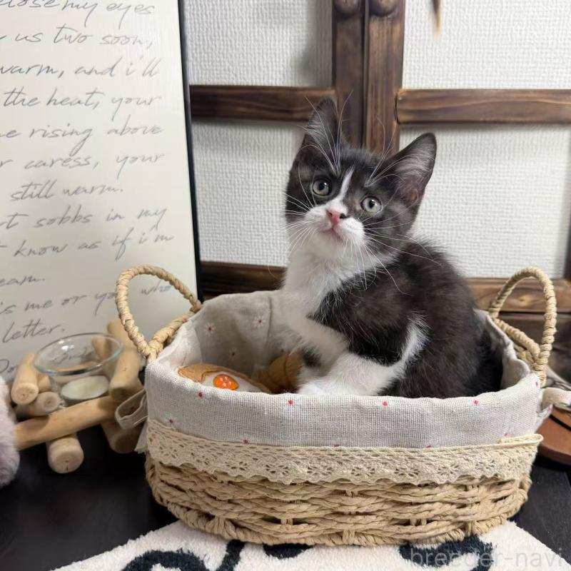 販売中の埼玉県のマンチカン-136715の3枚目