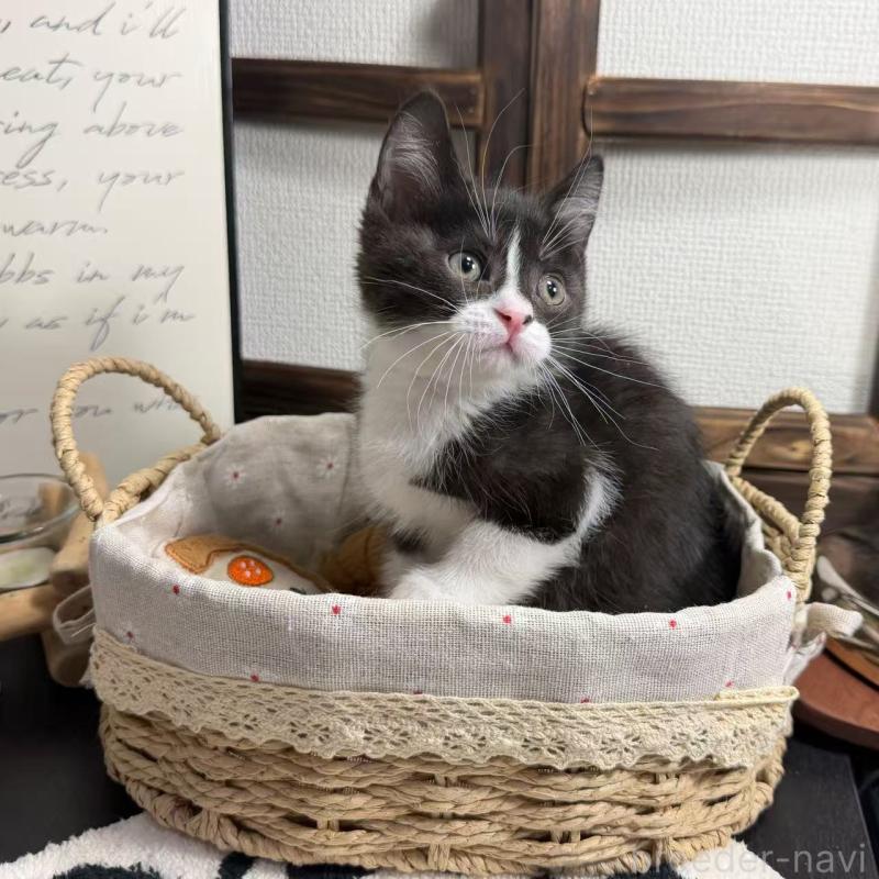 販売中の埼玉県のマンチカン-136715の2枚目