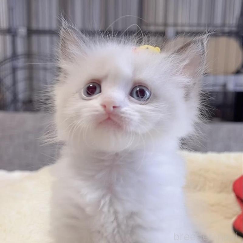 販売中の岐阜県のラグドール-136724の5枚目