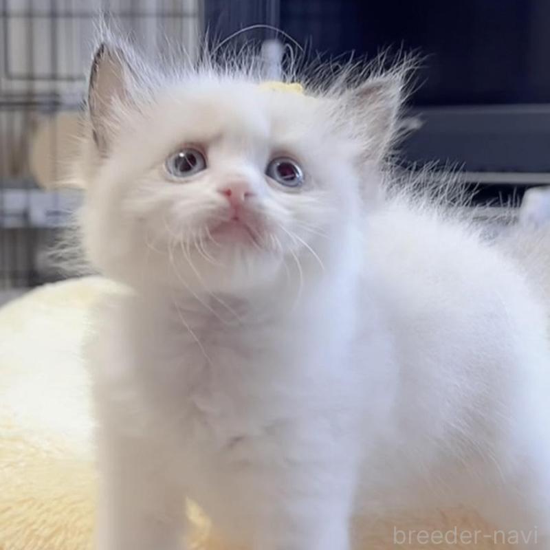 販売中の岐阜県のラグドール-136724の4枚目