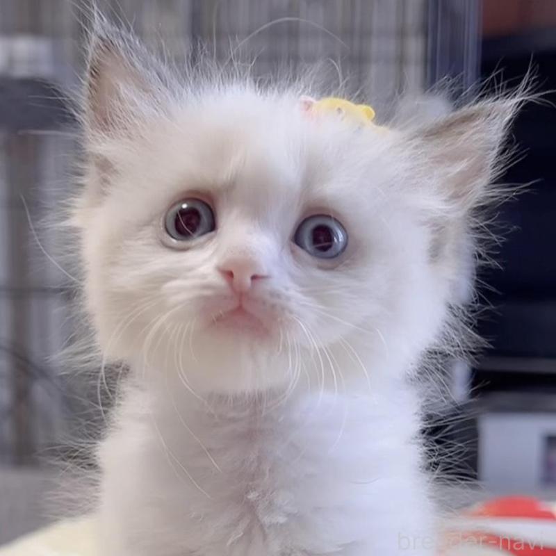 販売中の岐阜県のラグドール-136724の3枚目