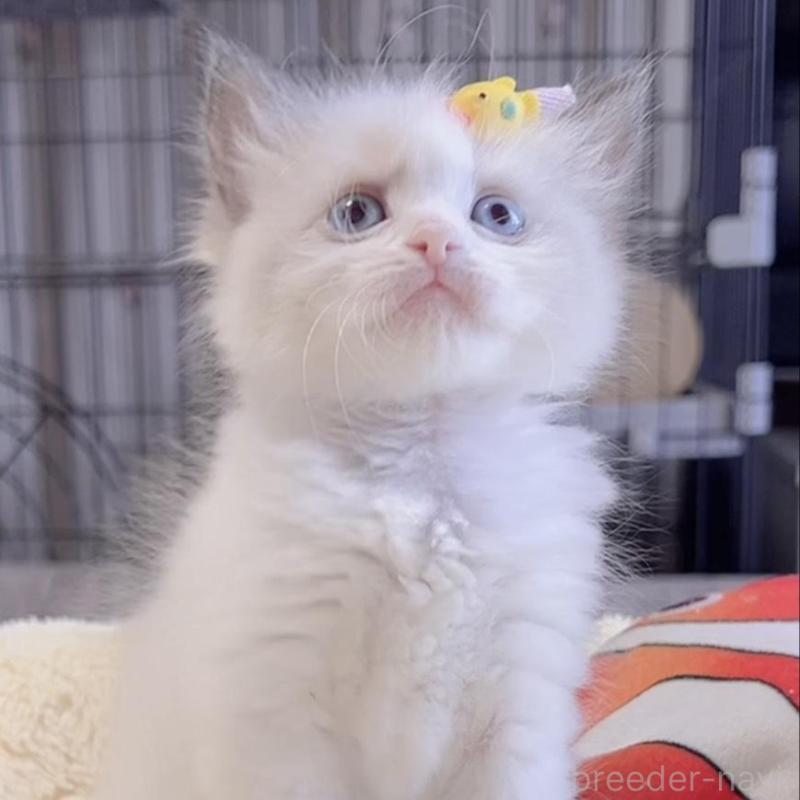 販売中の岐阜県のラグドール-136724の2枚目