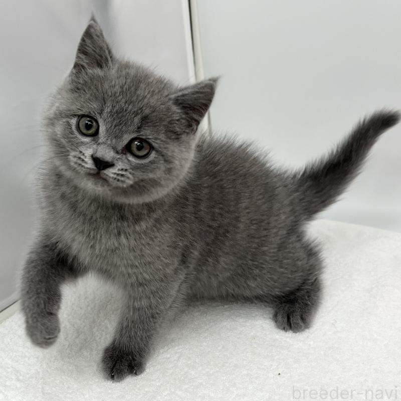 販売中の愛知県のブリティッシュショートヘア-136726の5枚目