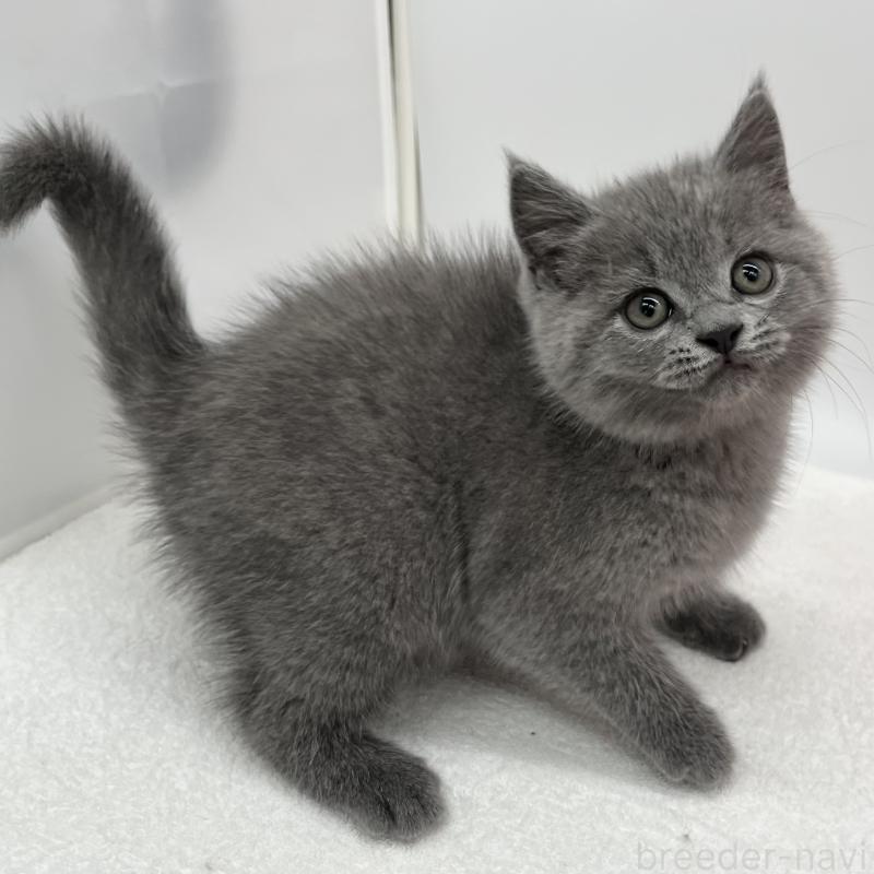 販売中の愛知県のブリティッシュショートヘア-136726の4枚目