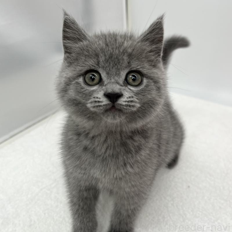 販売中の愛知県のブリティッシュショートヘア-136726の3枚目