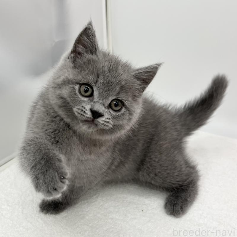 販売中の愛知県のブリティッシュショートヘア-136726