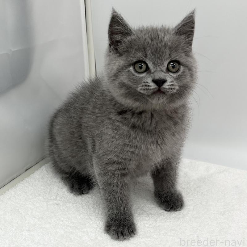 販売中の愛知県のブリティッシュショートヘア-136726の2枚目