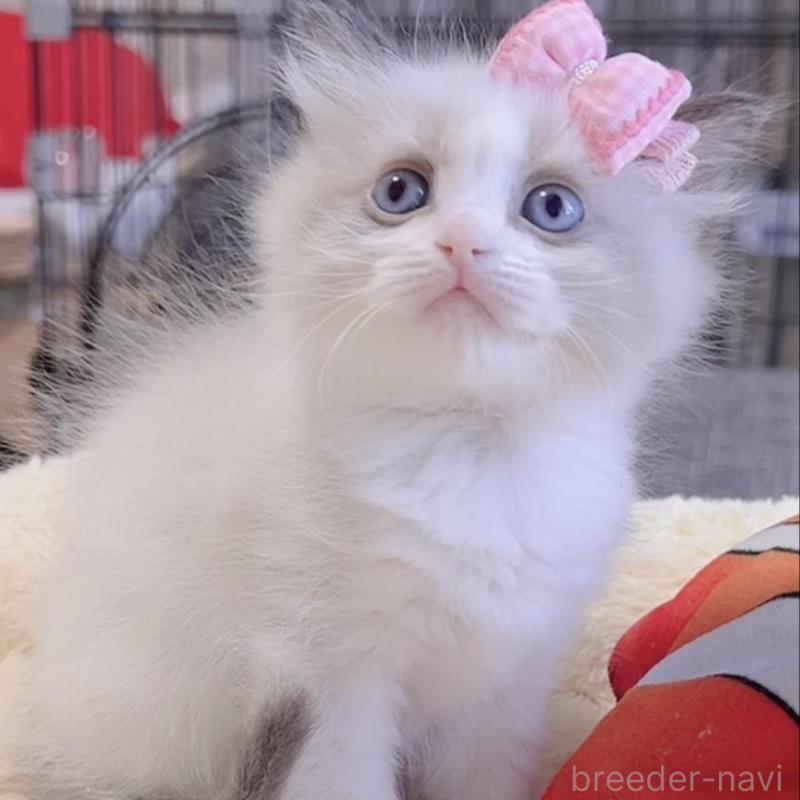 販売中の岐阜県のラグドール-136727の6枚目