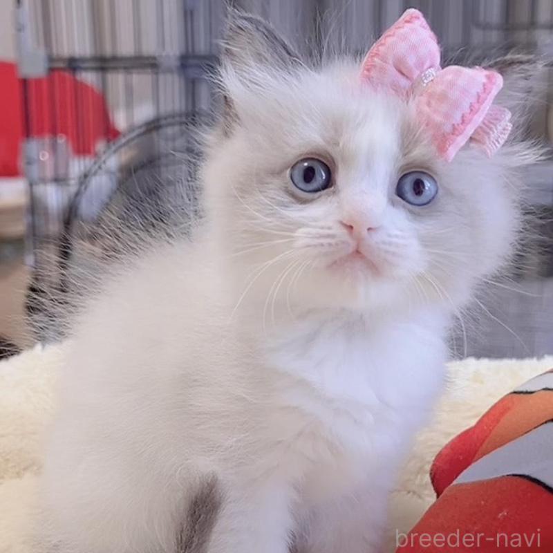 販売中の岐阜県のラグドール-136727の5枚目