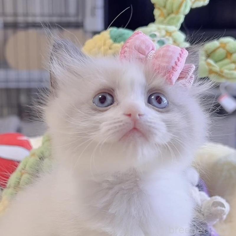 販売中の岐阜県のラグドール-136727の4枚目