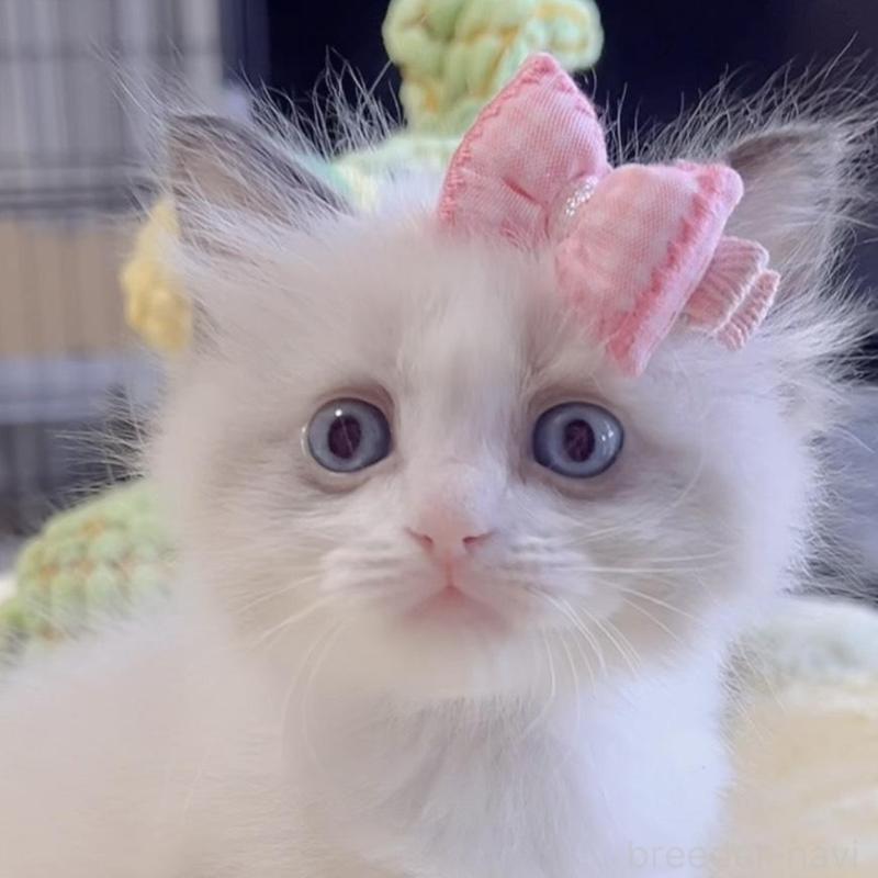 販売中の岐阜県のラグドール-136727