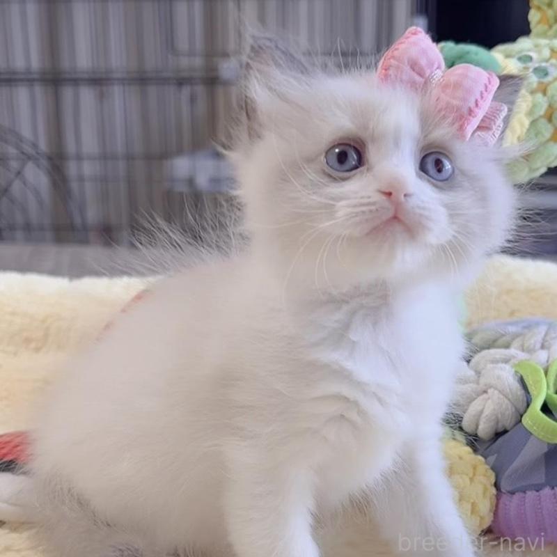 販売中の岐阜県のラグドール-136727の2枚目