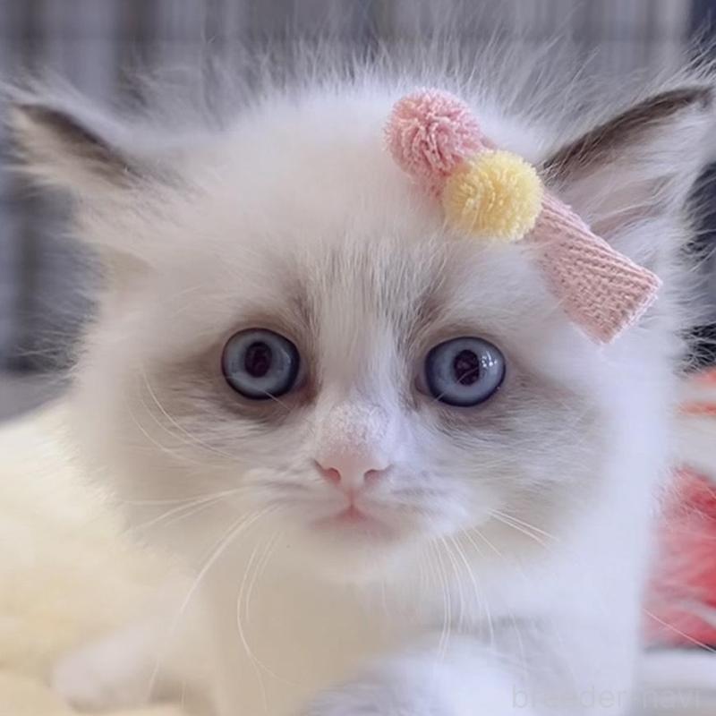 販売中の岐阜県のラグドール-136728の5枚目