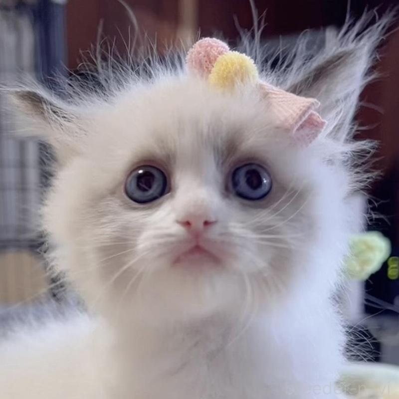 販売中の岐阜県のラグドール-136728の4枚目