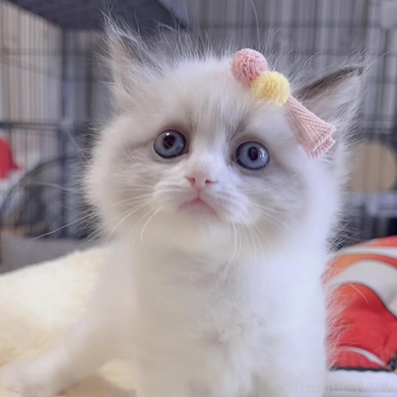 販売中の岐阜県のラグドール-136728