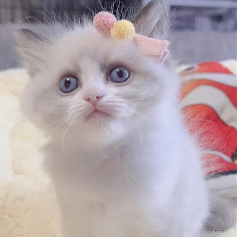 販売中の岐阜県のラグドール-136728の3枚目