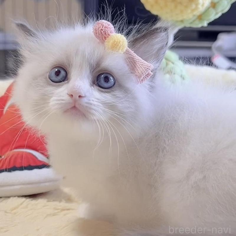 販売中の岐阜県のラグドール-136728の2枚目