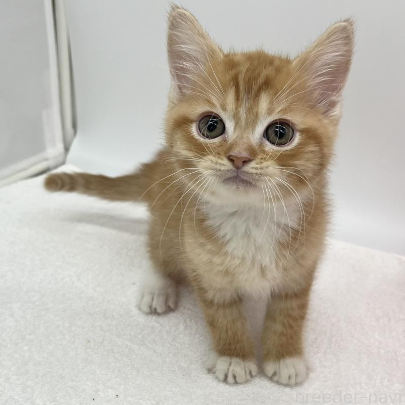 販売中の愛知県のマンチカン-136729